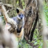 Zdjęcie z Australii - Wyzej zwykle kangury ustepuja miejsca walabiom - mniejszym kangurom gorskim