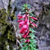 Zdjęcie z Australii - Australijska flora