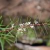 Zdjęcie z Australii - Australijska flora