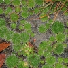 Zdjęcie z Australii - Australijska flora