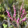 Zdjęcie z Australii - Australijska flora