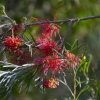 Zdjęcie z Australii - Australijska flora