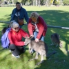 Zdjęcie z Australii - Sesja z dzikimi kangurami przy stadionie w Halls Gap