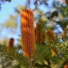 Zdjęcie z Australii - Australijska flora