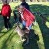 Zdjęcie z Australii - Sesja z dzikimi kangurami przy stadionie w Halls Gap