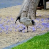 Zdjęcie z Australii - Ibis czarnopióry spaceruje po jackarandowym sniegu :)