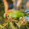 Zdjęcie z Australii - A w przyportowym parku kolejna amatorka nektaru - lora pizmowa
