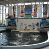 Zdjęcie z Bułgarii - Warna-delfinarium