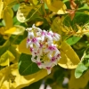 Zdjęcie z Vanuatu - Melanezyjska flora