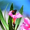 Zdjęcie z Vanuatu - Fauna i flora 