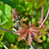 Zdjęcie z Vanuatu - Melanezyjska flora