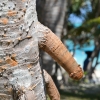 Zdjęcie z Vanuatu - Jakaś taka gałązka...  :)