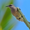 Zdjęcie z Vanuatu - Chyba miodojadek szarouchy
