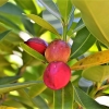 Zdjęcie z Vanuatu - Melanezyjska flora