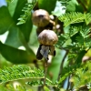Zdjęcie z Vanuatu - Melanezyjska flora