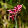 Zdjęcie z Vanuatu - Melanezyjska flora