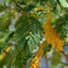 Zdjęcie z Vanuatu - Melanezyjska flora