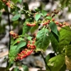 Zdjęcie z Vanuatu - Melanezyjska flora