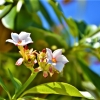 Zdjęcie z Vanuatu - Melanezyjska flora