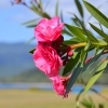 Zdjęcie z Vanuatu - 