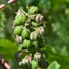 Zdjęcie z Vanuatu - Melanezyjska flora