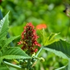 Zdjęcie z Vanuatu - Melanezyjska flora