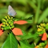 Zdjęcie z Vanuatu - Fauna i flora 