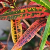 Zdjęcie z Vanuatu - 