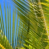 Zdjęcie z Vanuatu - Takie tam :)