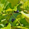 Zdjęcie z Vanuatu - Melanezyjska flora