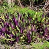 Zdjęcie z Vanuatu - Flora