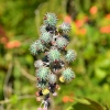 Zdjęcie z Vanuatu - Melanezyjska flora