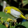 Zdjęcie z Vanuatu - Szlarnik żółtoczelny - tych ptaszkow bylo tam najwiecej