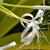 Zdjęcie z Vanuatu - Melanezyjska flora