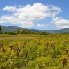 Zdjęcie z Vanuatu - Srodek wyspy