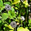Zdjęcie z Vanuatu - Melanezyjska flora