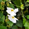 Zdjęcie z Vanuatu - Melanezyjska flora