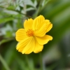 Zdjęcie z Vanuatu - Melanezyjska flora