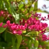 Zdjęcie z Vanuatu - Melanezyjska flora
