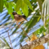 Zdjęcie z Vanuatu - Majna brunatna