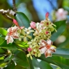 Zdjęcie z Vanuatu - Melanezyjska flora