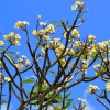 Zdjęcie z Vanuatu - Kwitna frangipani