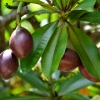 Zdjęcie z Vanuatu - Melanezyjska flora