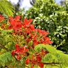 Zdjęcie z Vanuatu - 