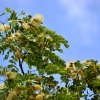 Zdjęcie z Vanuatu - Melanezyjska flora