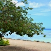 Zdjęcie z Vanuatu - Na nadmorskim deptaku
