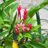 Zdjęcie z Vanuatu - 