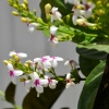 Zdjęcie z Vanuatu - Melanezyjska flora