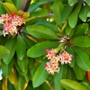 Zdjęcie z Vanuatu - Melanezyjska flora