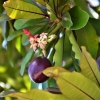 Zdjęcie z Vanuatu - Melanezyjska flora